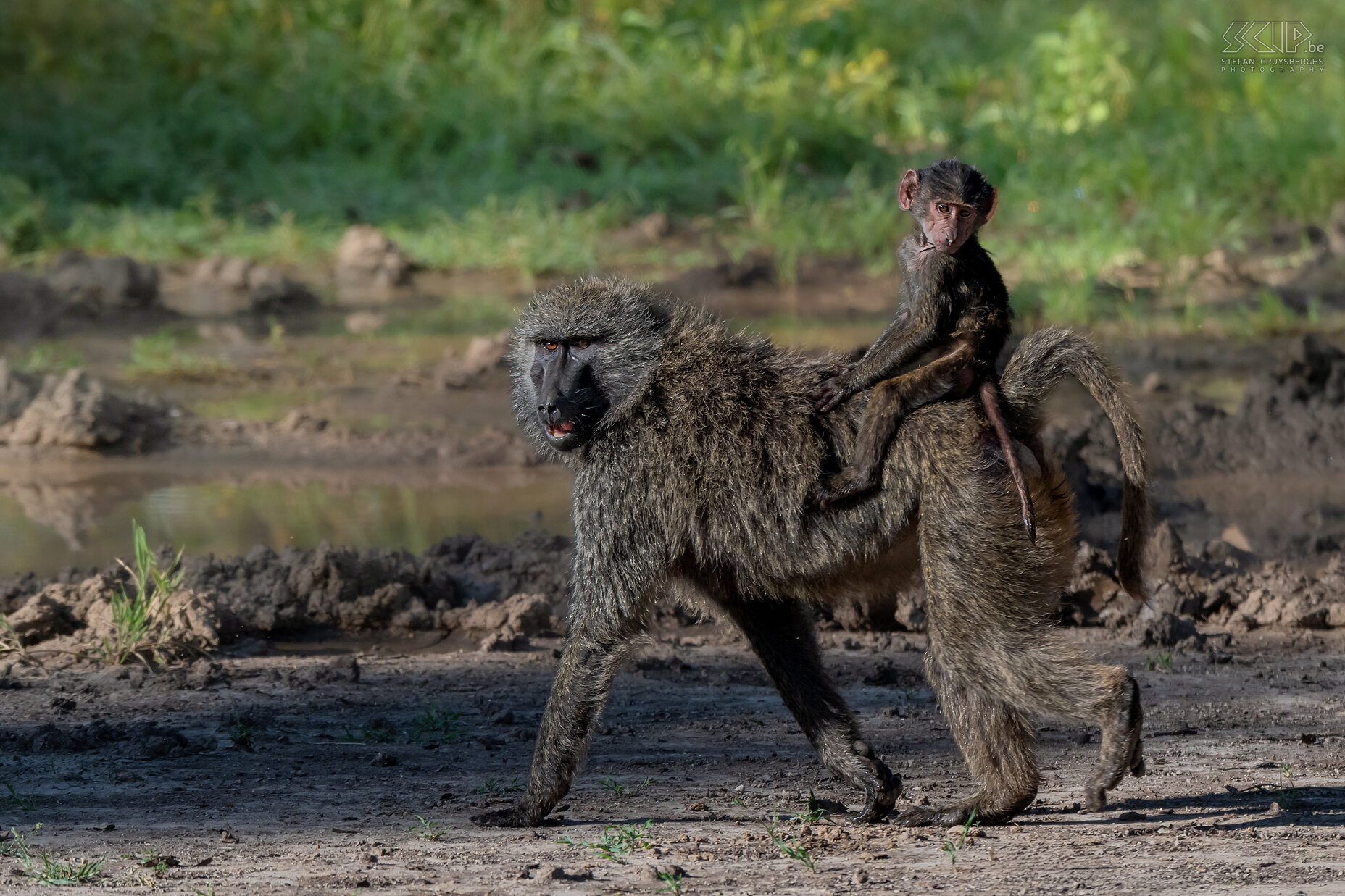 Solio - Olive baboon  Stefan Cruysberghs